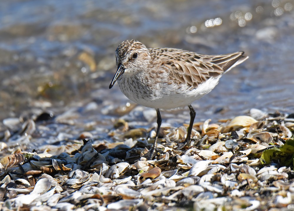 Semipalmated Sandpiper - ML619879189