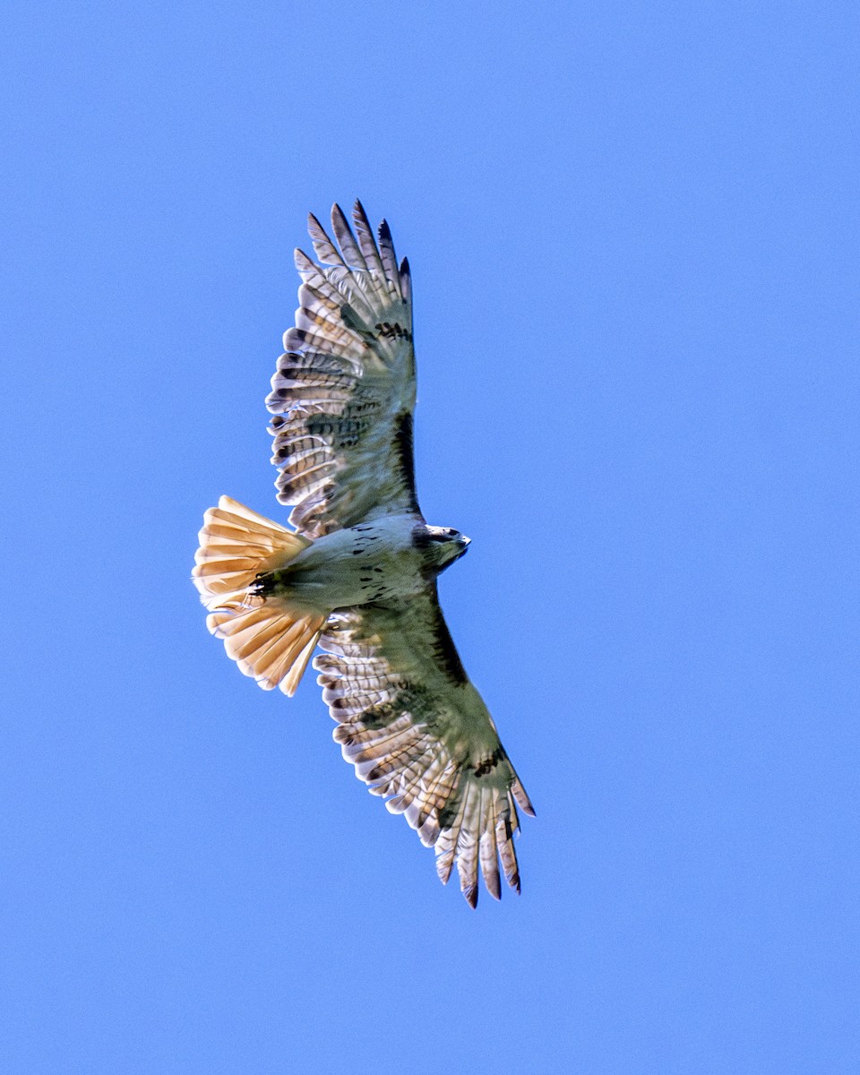 Red-tailed Hawk - ML619879195