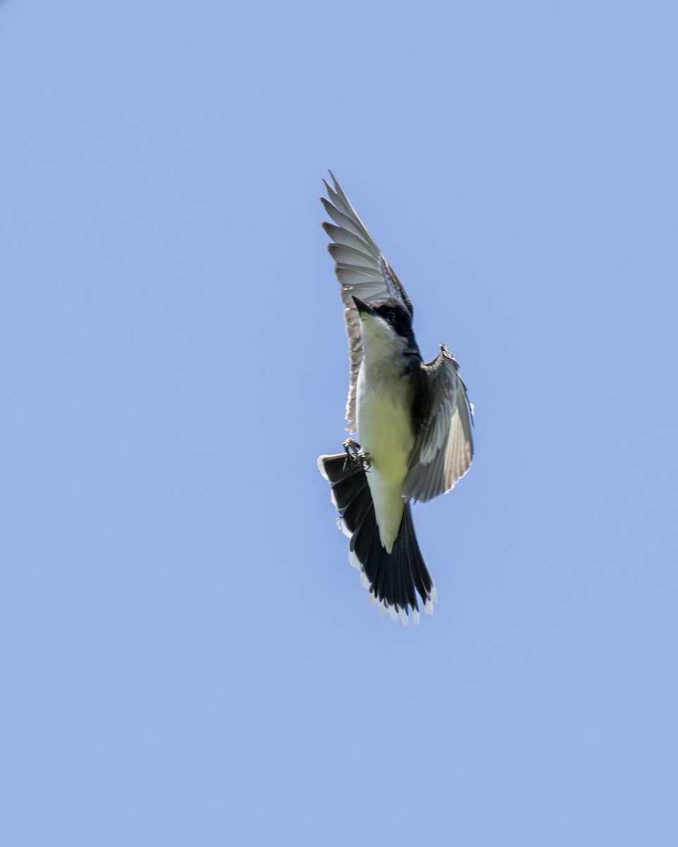 Eastern Kingbird - ML619879202