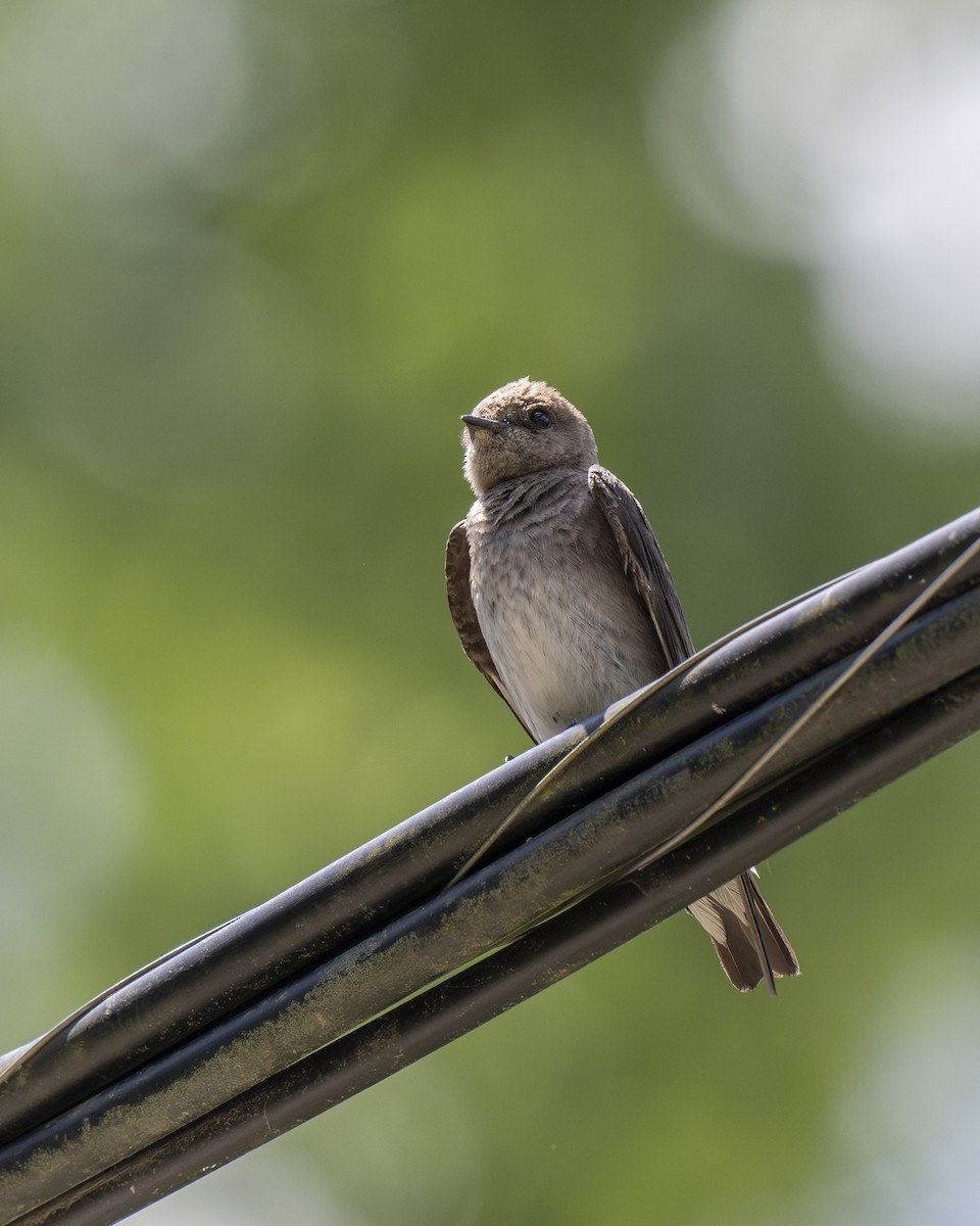 Northern Rough-winged Swallow - ML619879205