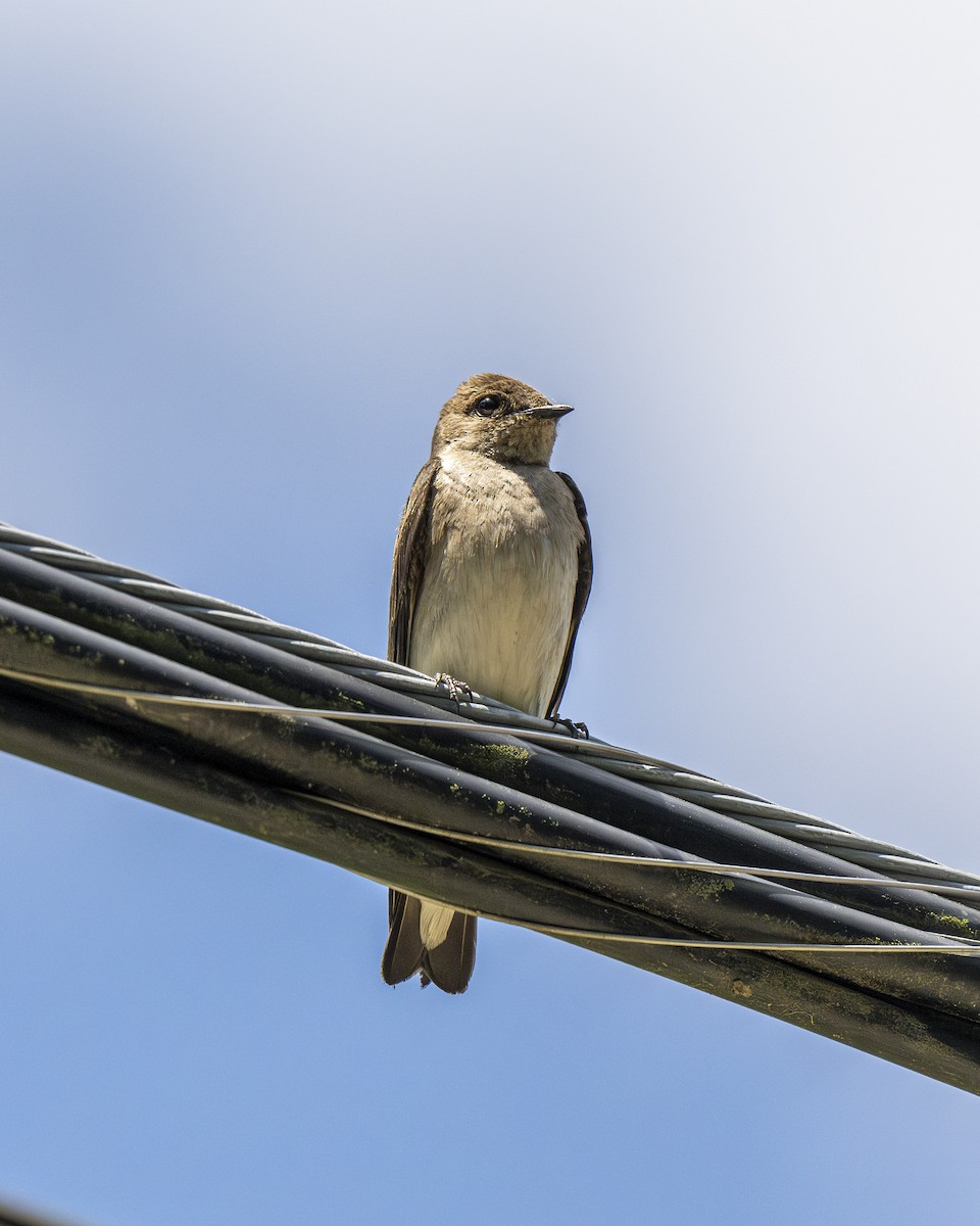 Northern Rough-winged Swallow - ML619879206