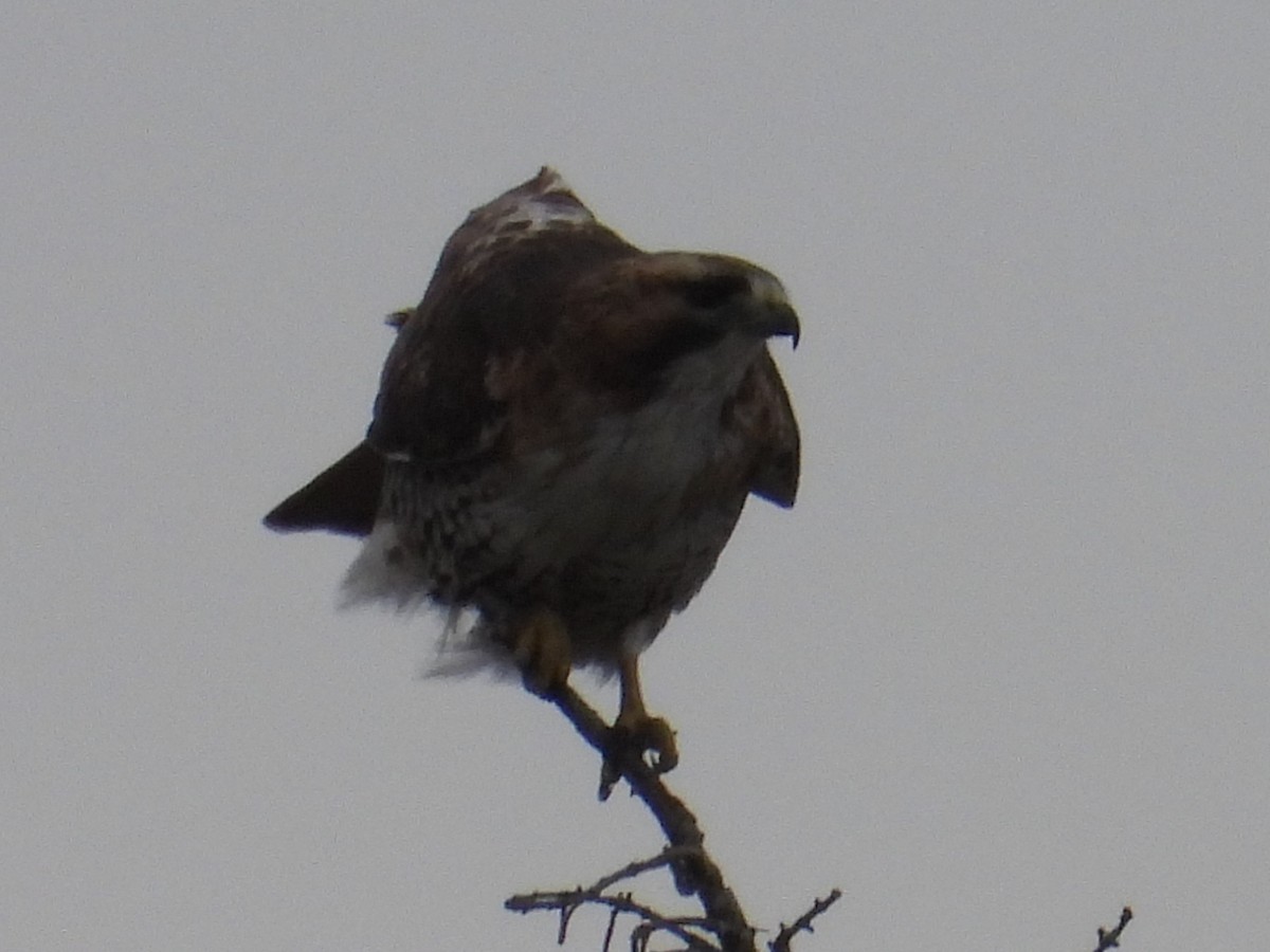 Red-tailed Hawk - ML619879213
