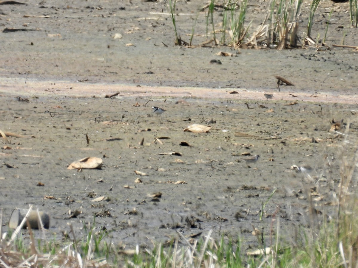 Semipalmated Plover - ML619879214