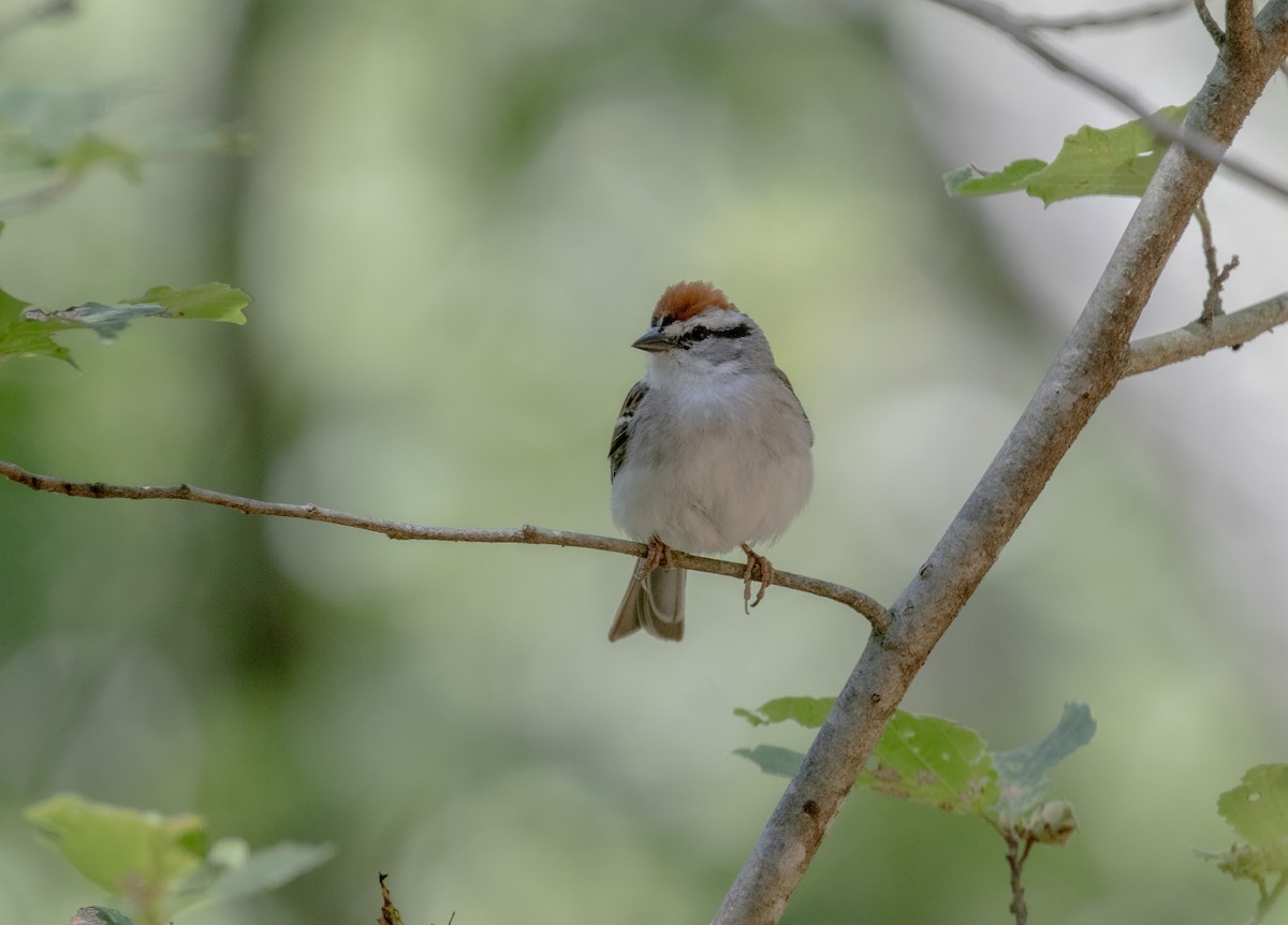 Chipping Sparrow - ML619879226