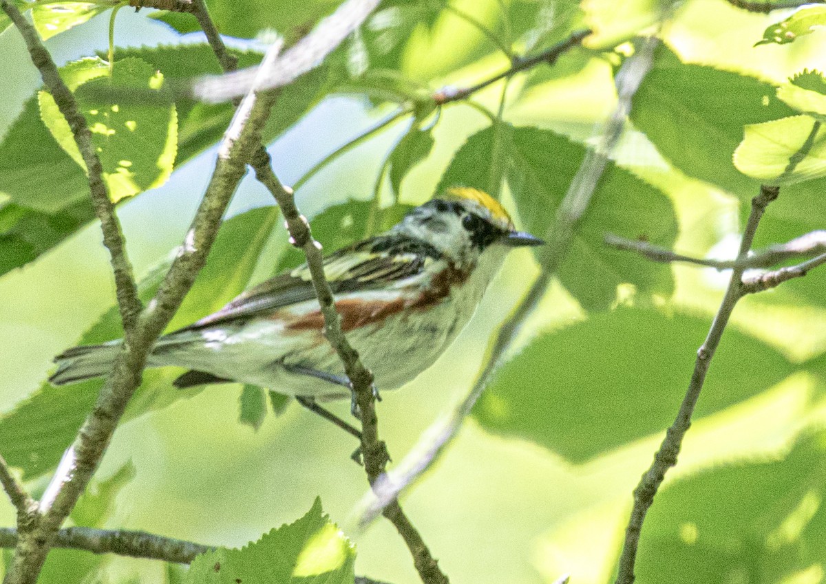 Chestnut-sided Warbler - ML619879231