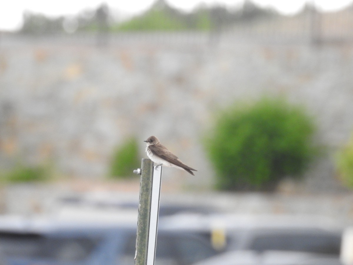 Northern Rough-winged Swallow - ML619879251