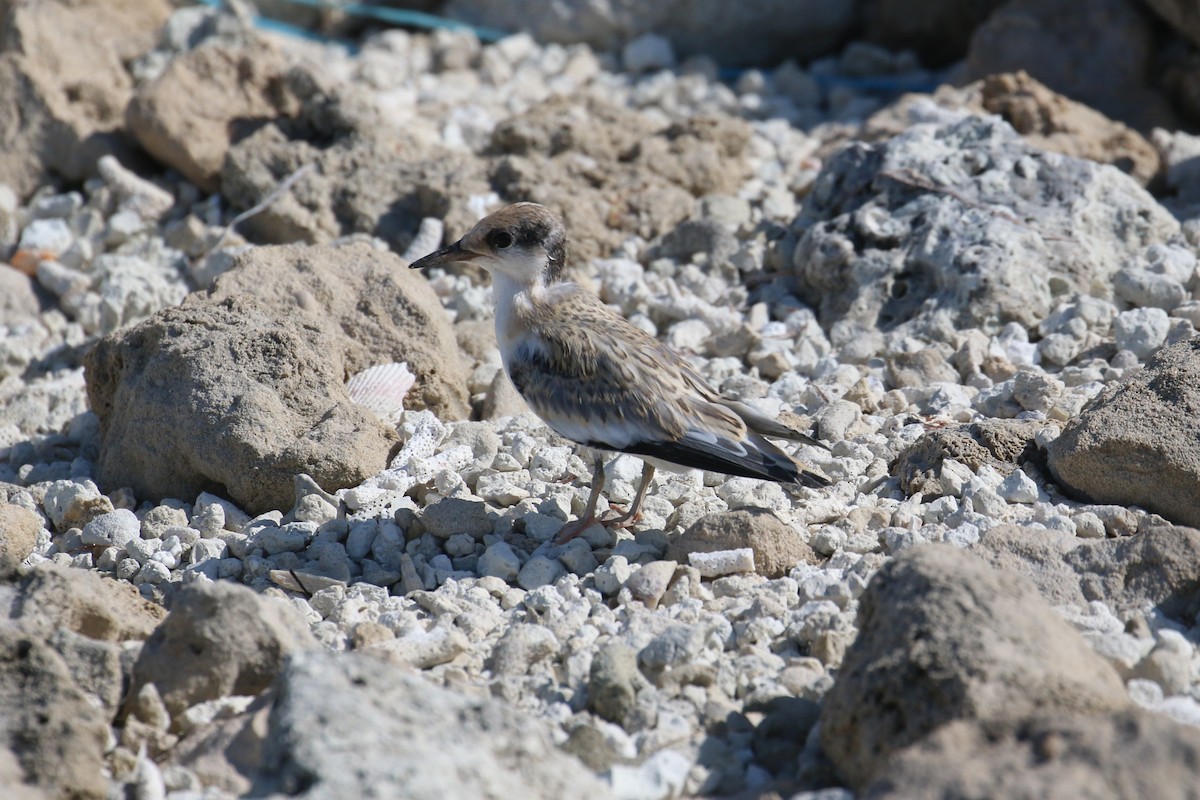 Saunders's Tern - ML619879263