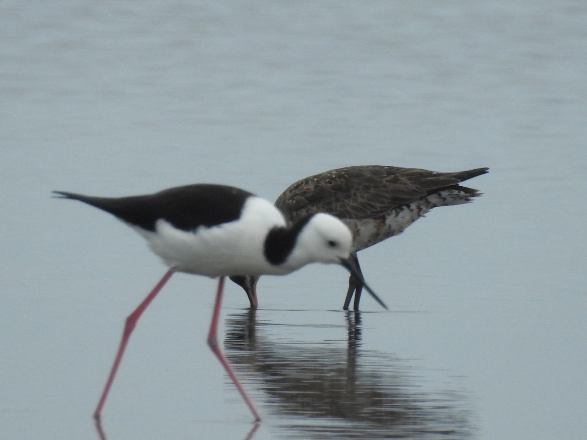 Pied Stilt - ML619879266