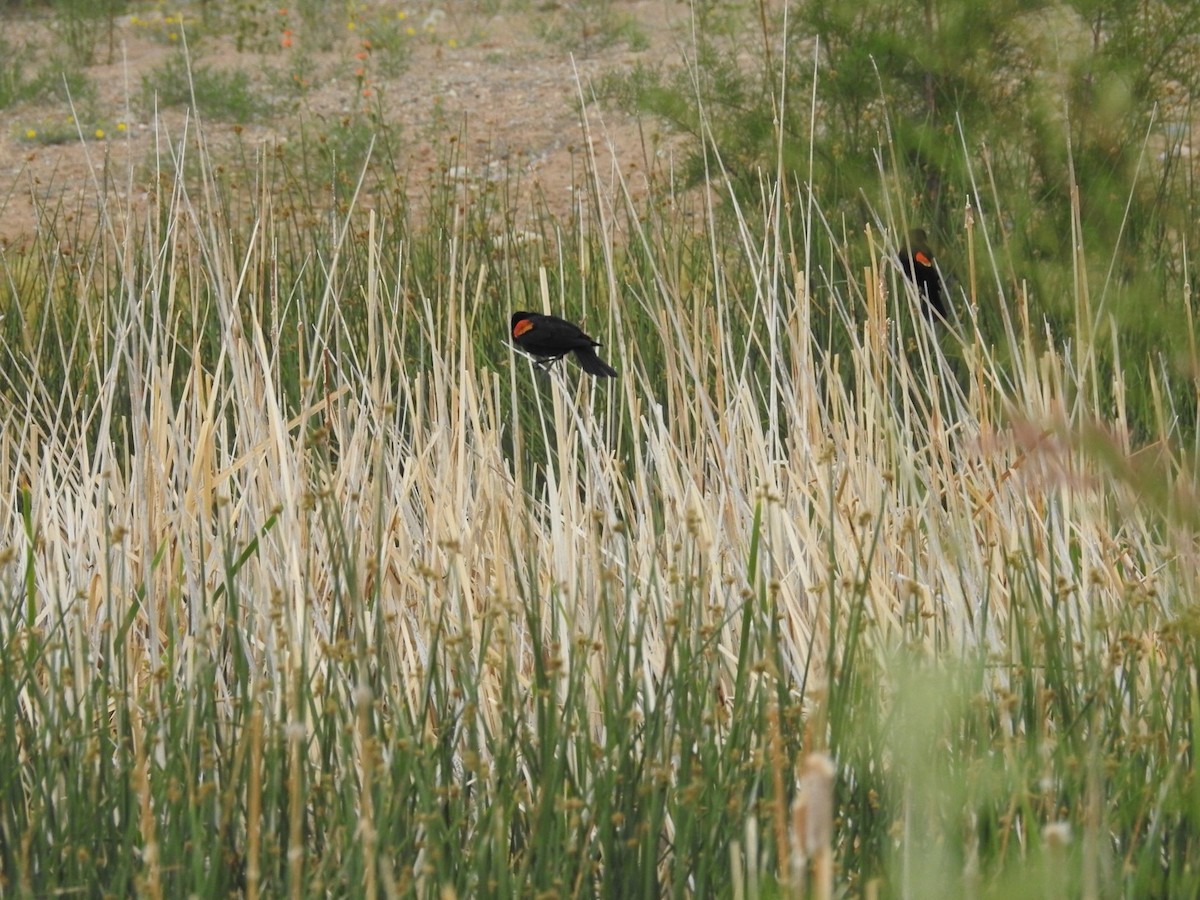Red-winged Blackbird - ML619879267