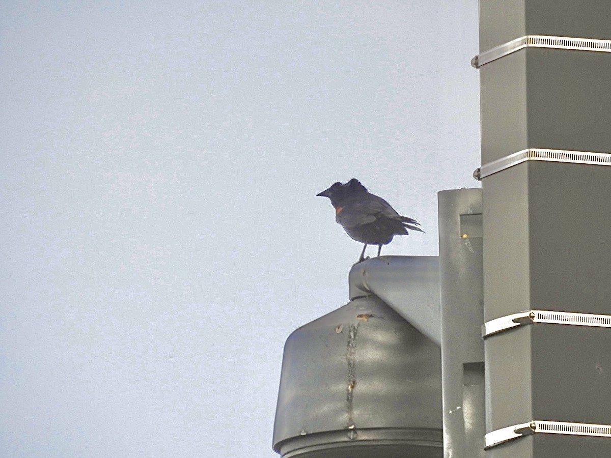 Red-winged Blackbird - ML619879268