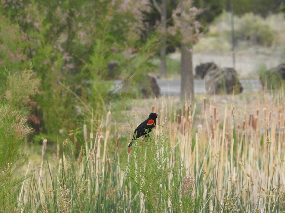 Red-winged Blackbird - Mohini Rawool-Sullivan