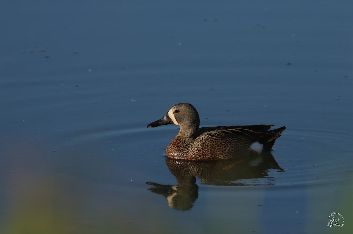 Blue-winged Teal - ML619879272