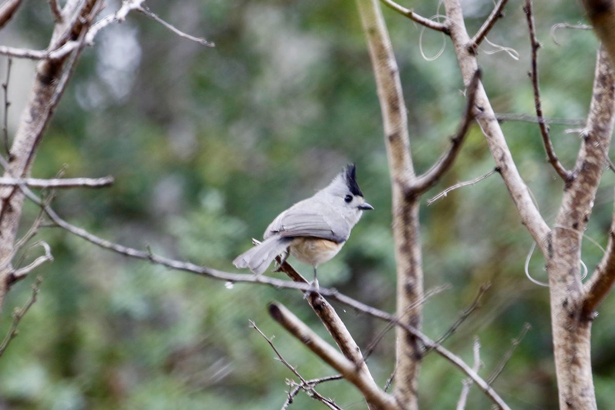 Black-crested Titmouse - ML619879273