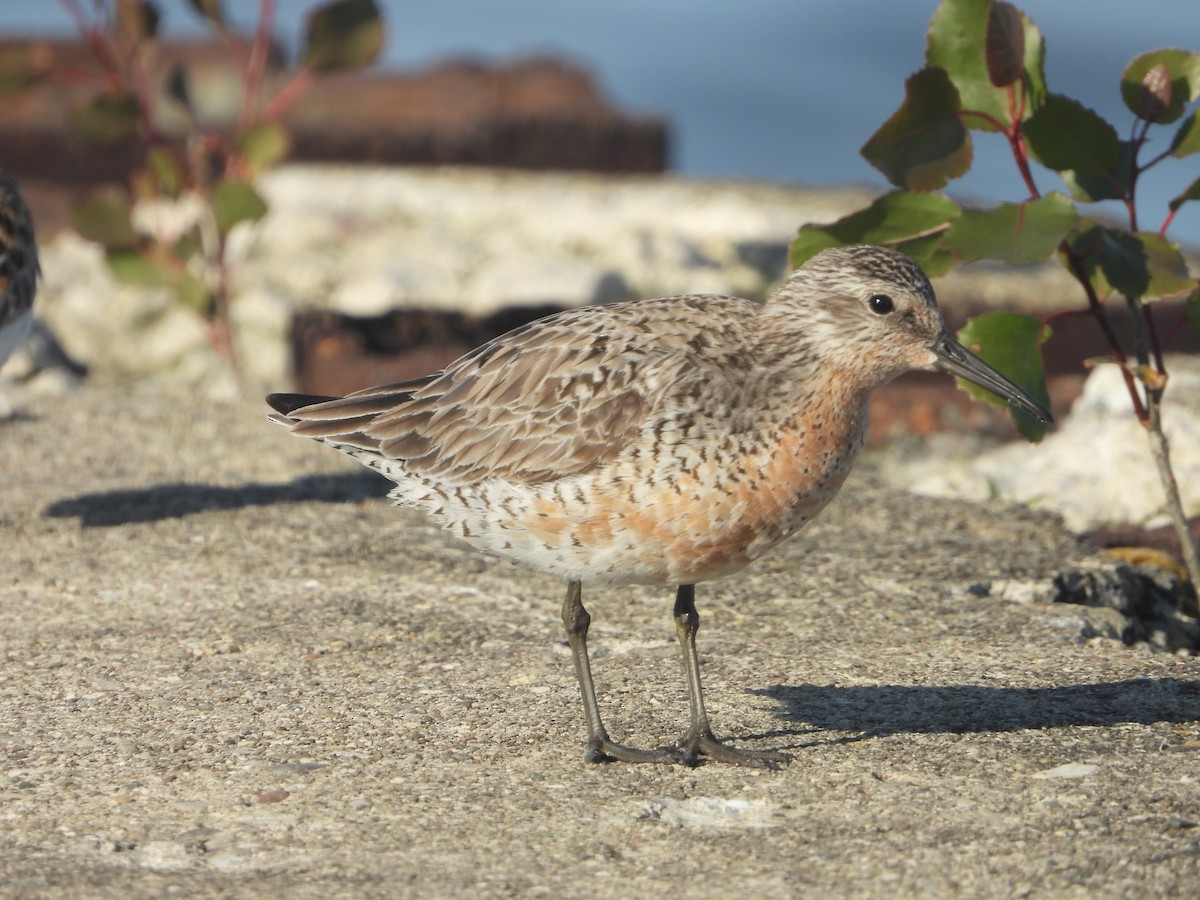 Red Knot - ML619879275