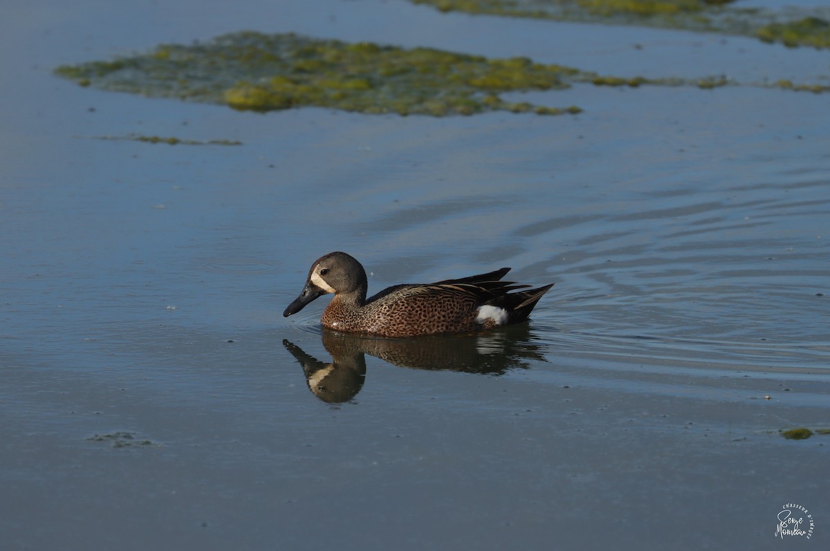 Blue-winged Teal - ML619879317