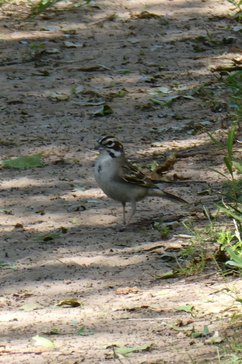 Lark Sparrow - ML619879323