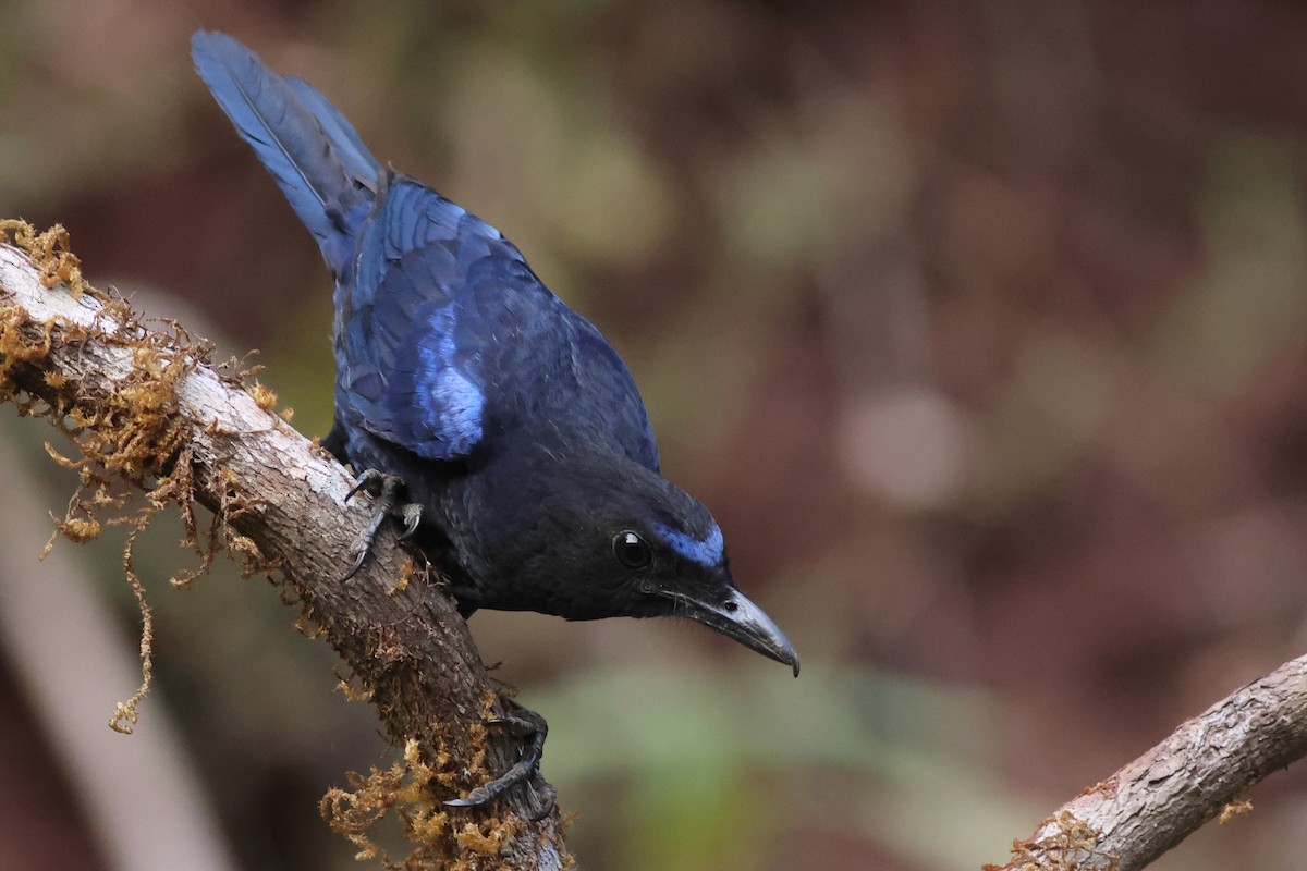 Малабарская синяя птица - ML619879333