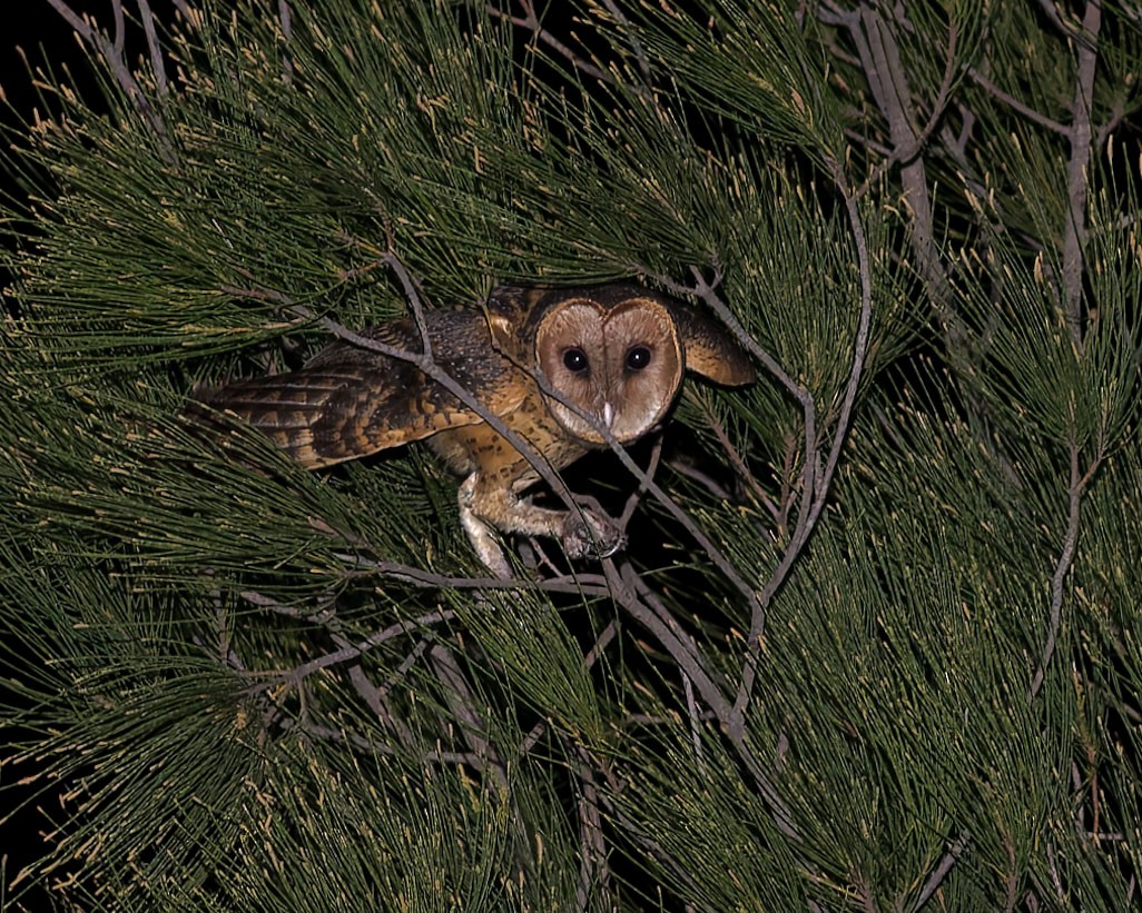 Australian Masked-Owl - ML619879337