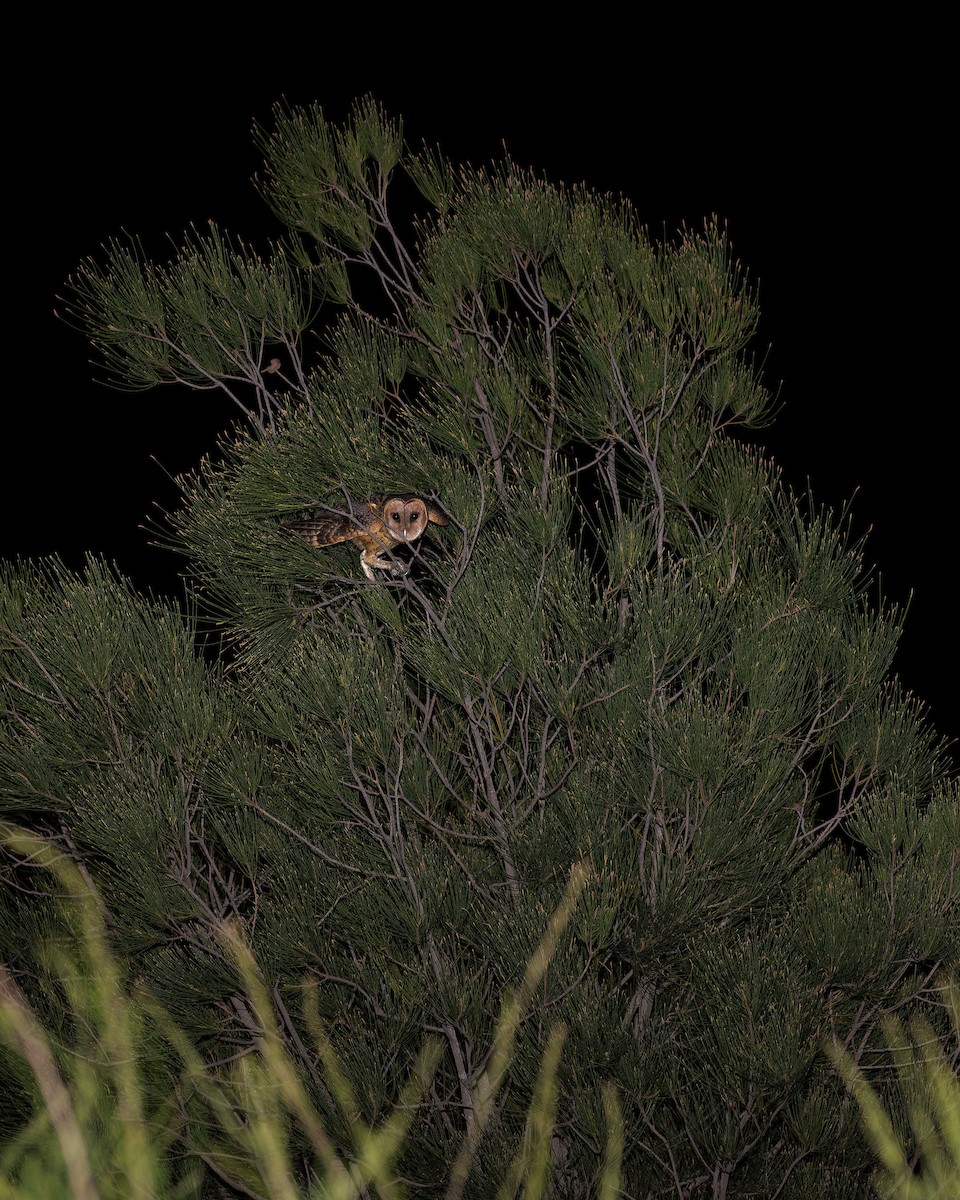 Australian Masked-Owl - ML619879338