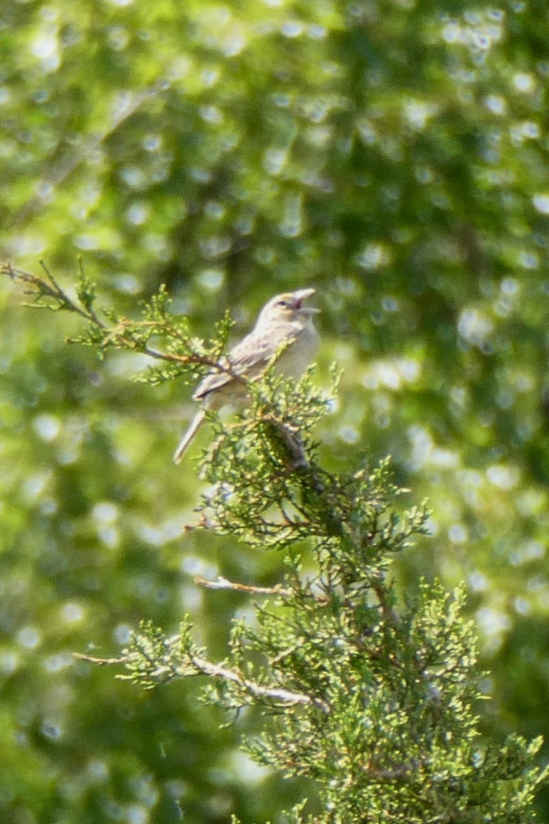 Grasshopper Sparrow - K K
