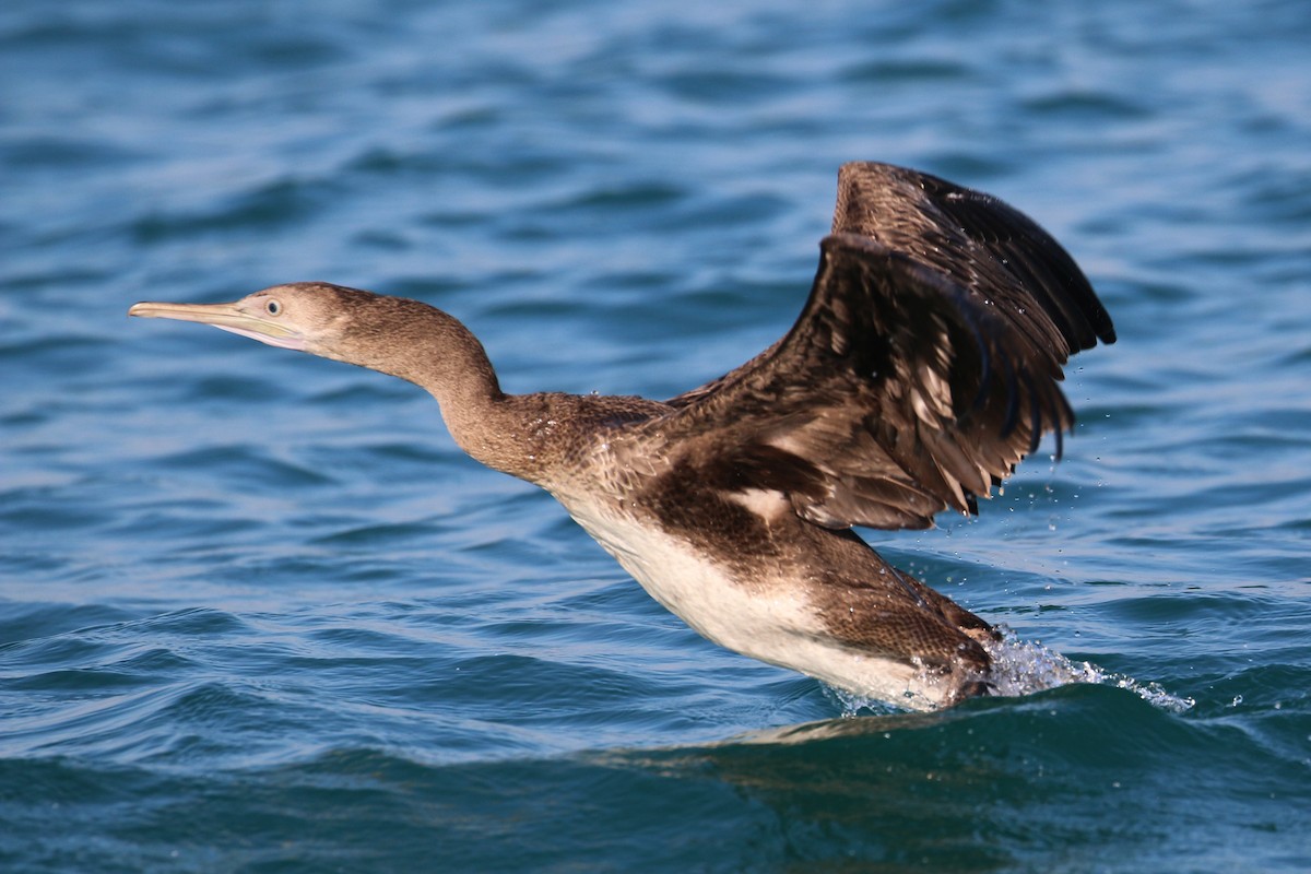 Socotra Cormorant - ML619879348