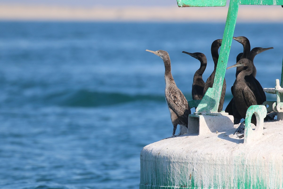 Cormorán de Socotra - ML619879353