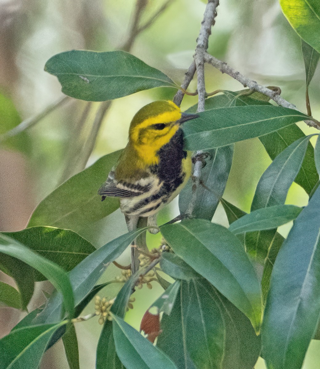 Black-throated Green Warbler - ML619879359