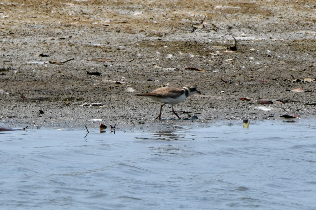 Semipalmated Plover - ML619879361