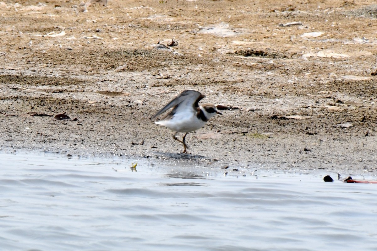 Semipalmated Plover - ML619879363