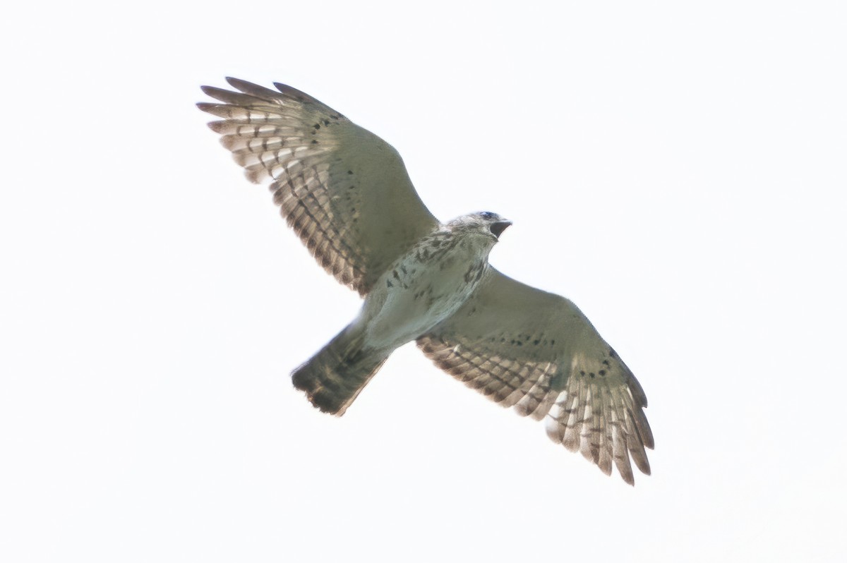 Broad-winged Hawk - ML619879364