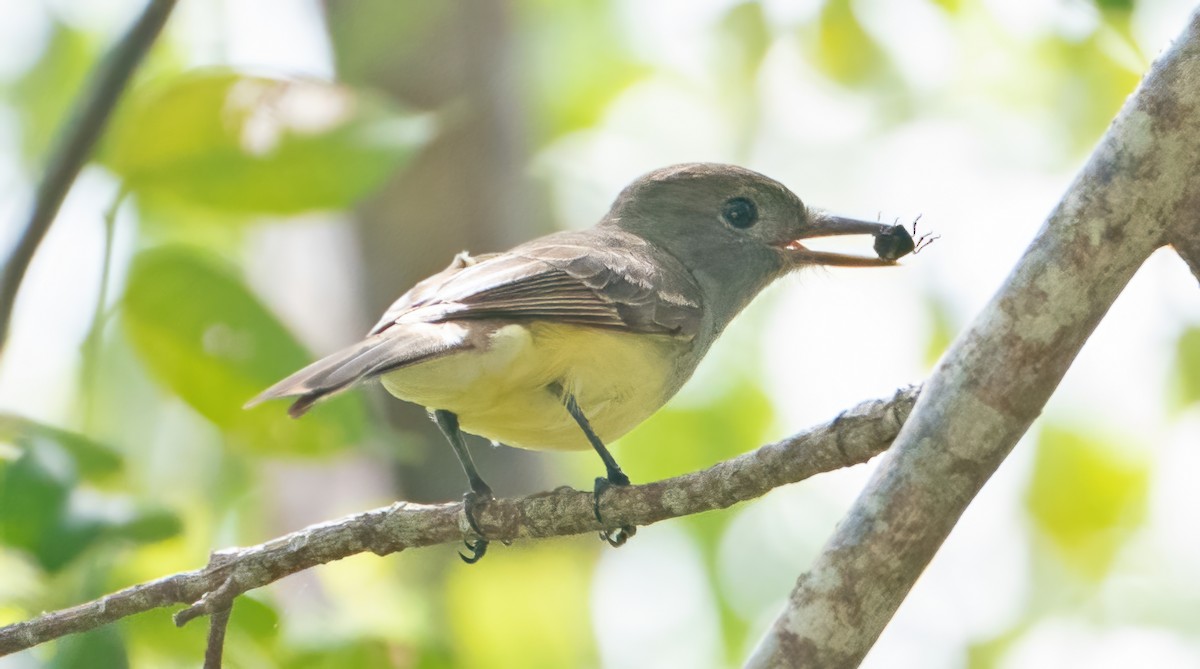 Great Crested Flycatcher - ML619879366