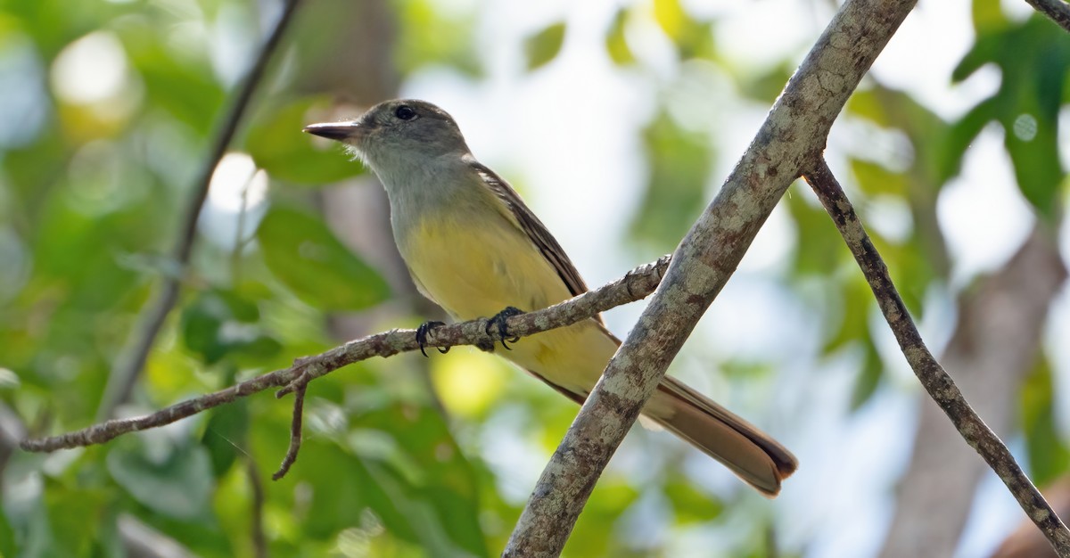 Great Crested Flycatcher - ML619879367
