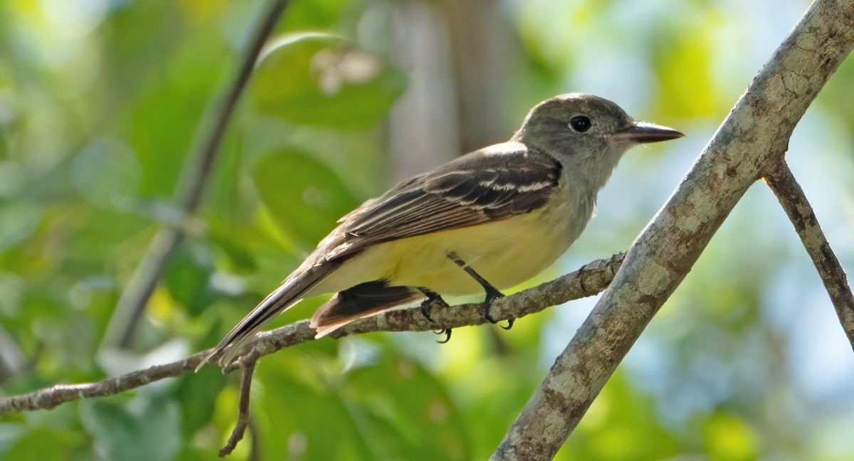 Great Crested Flycatcher - ML619879368