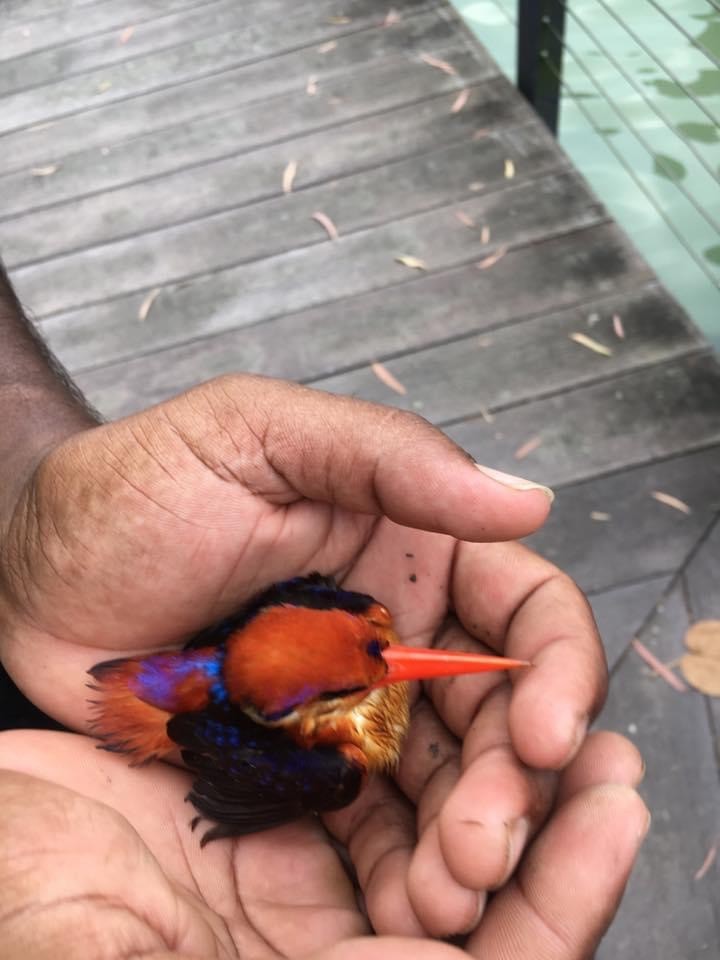 Black-backed Dwarf-Kingfisher - ML619879396