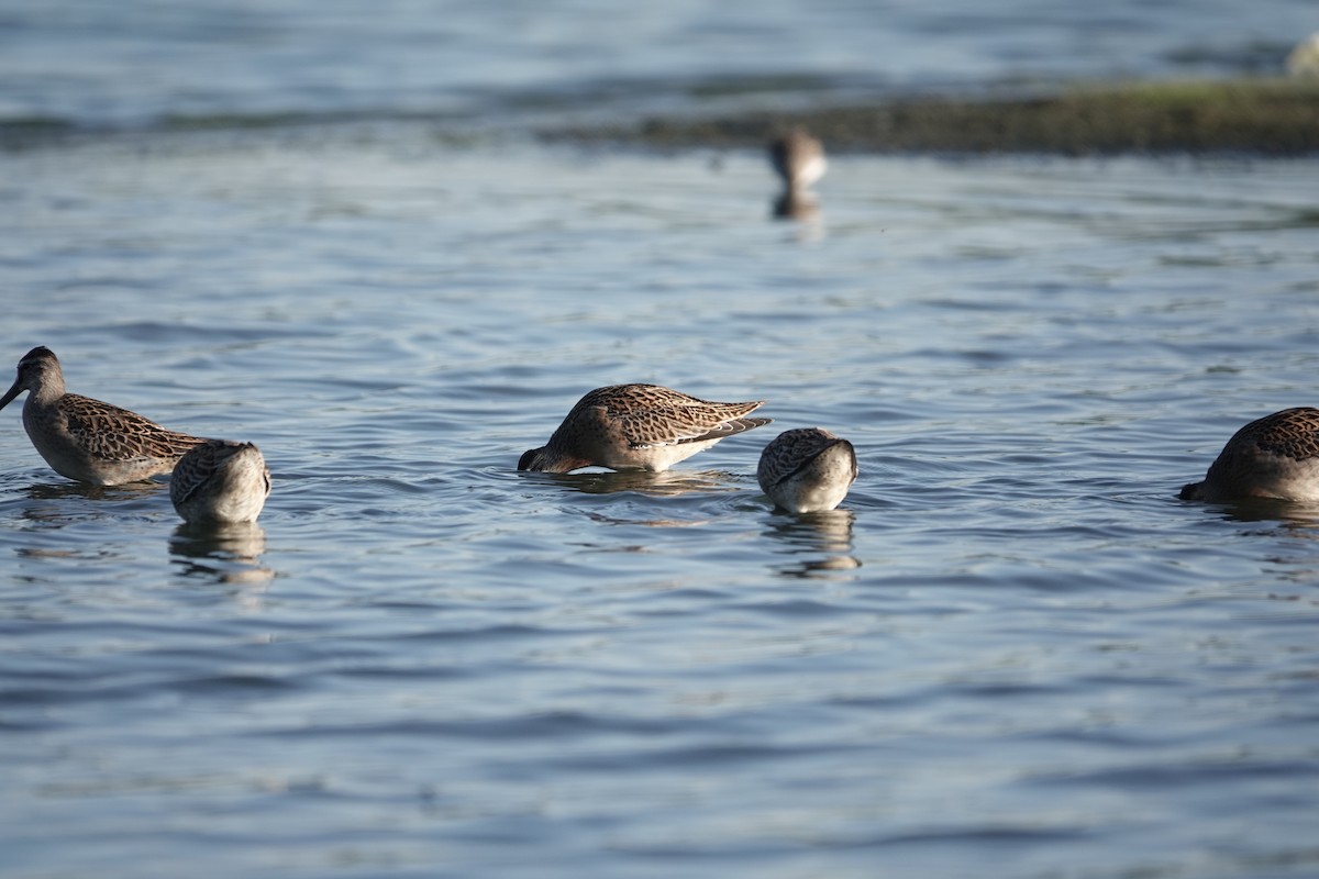 Short-billed Dowitcher - ML619879404