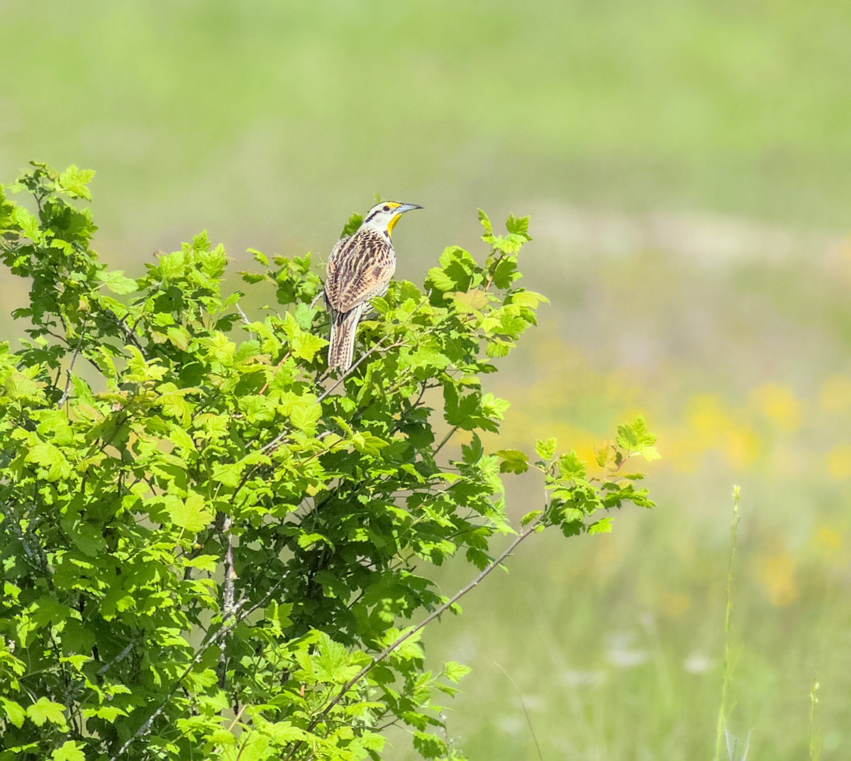 Eastern Meadowlark - ML619879406