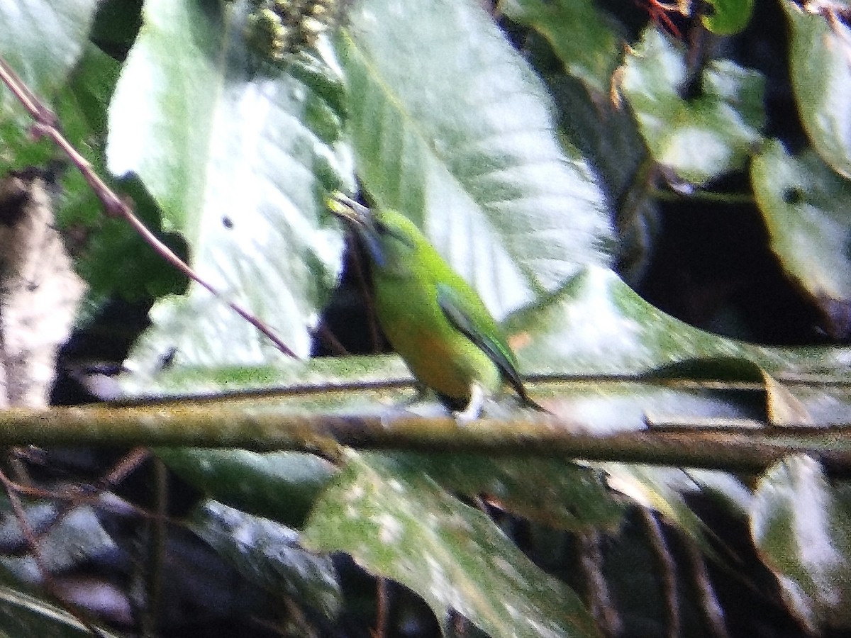 Orange-bellied Leafbird - ML619879424