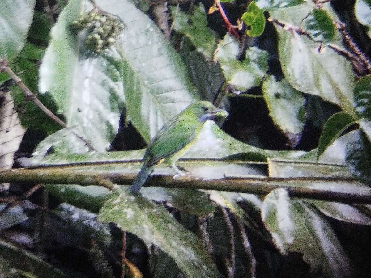 Orange-bellied Leafbird - ML619879425
