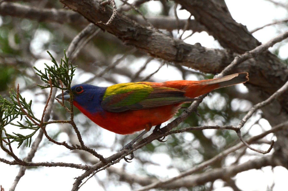 Painted Bunting - ML619879439