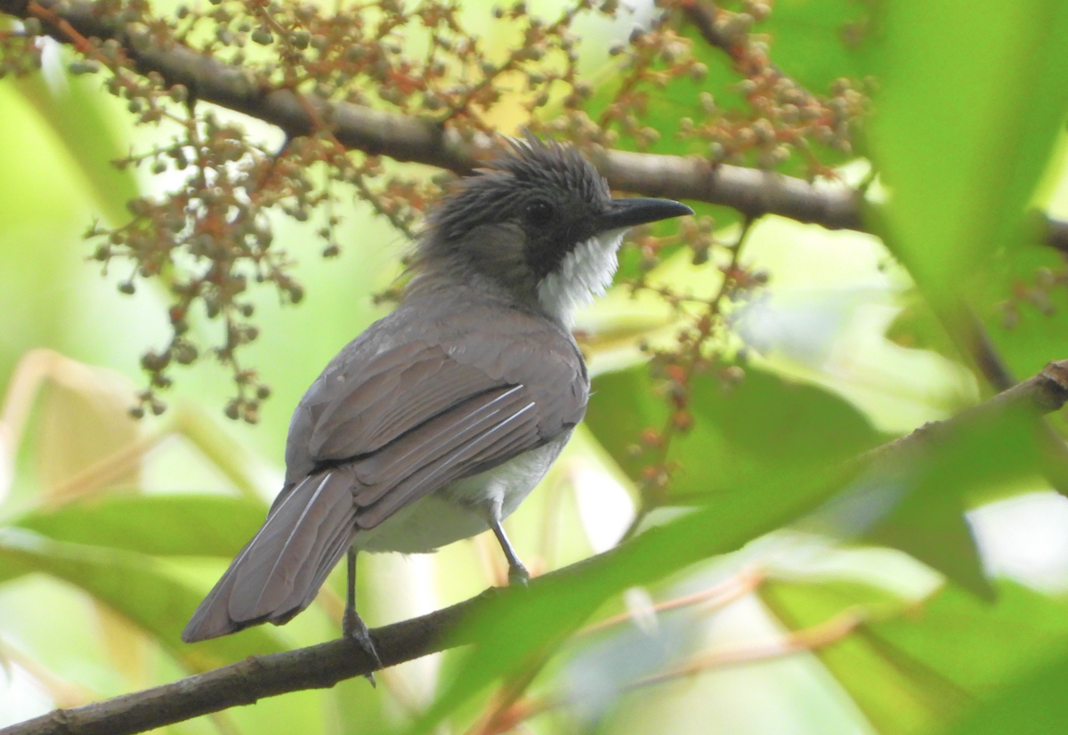 Cinereous Bulbul - ML619879444