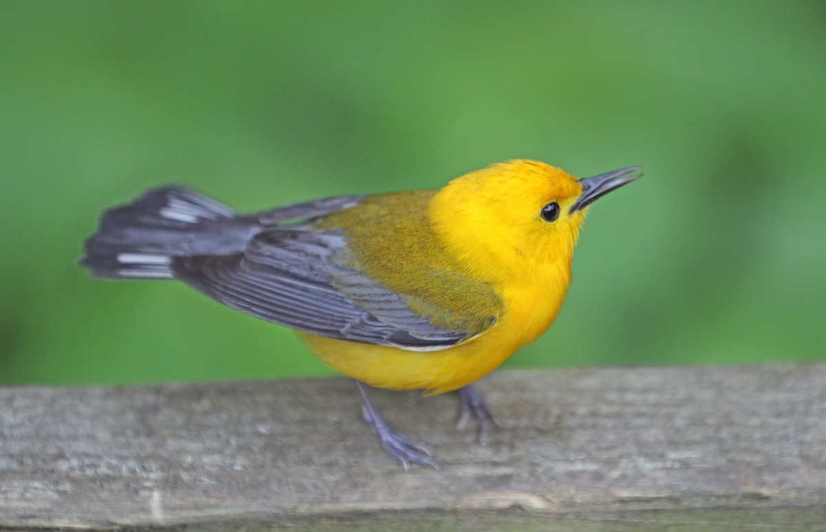 Prothonotary Warbler - ML619879446