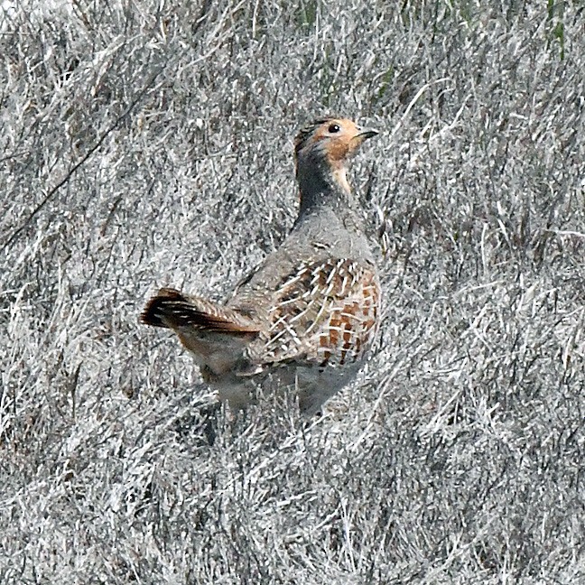 Gray Partridge - ML619879449