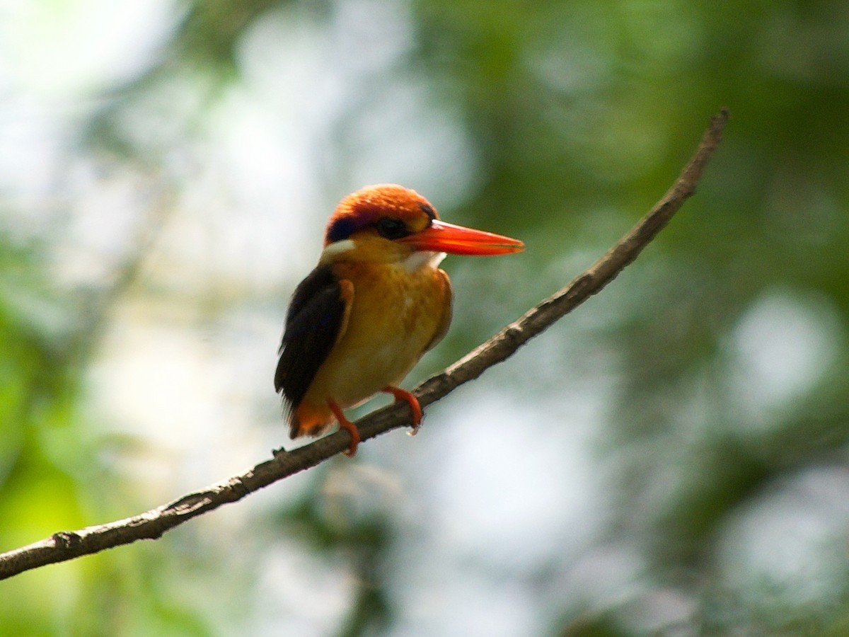 Black-backed Dwarf-Kingfisher - ML619879456