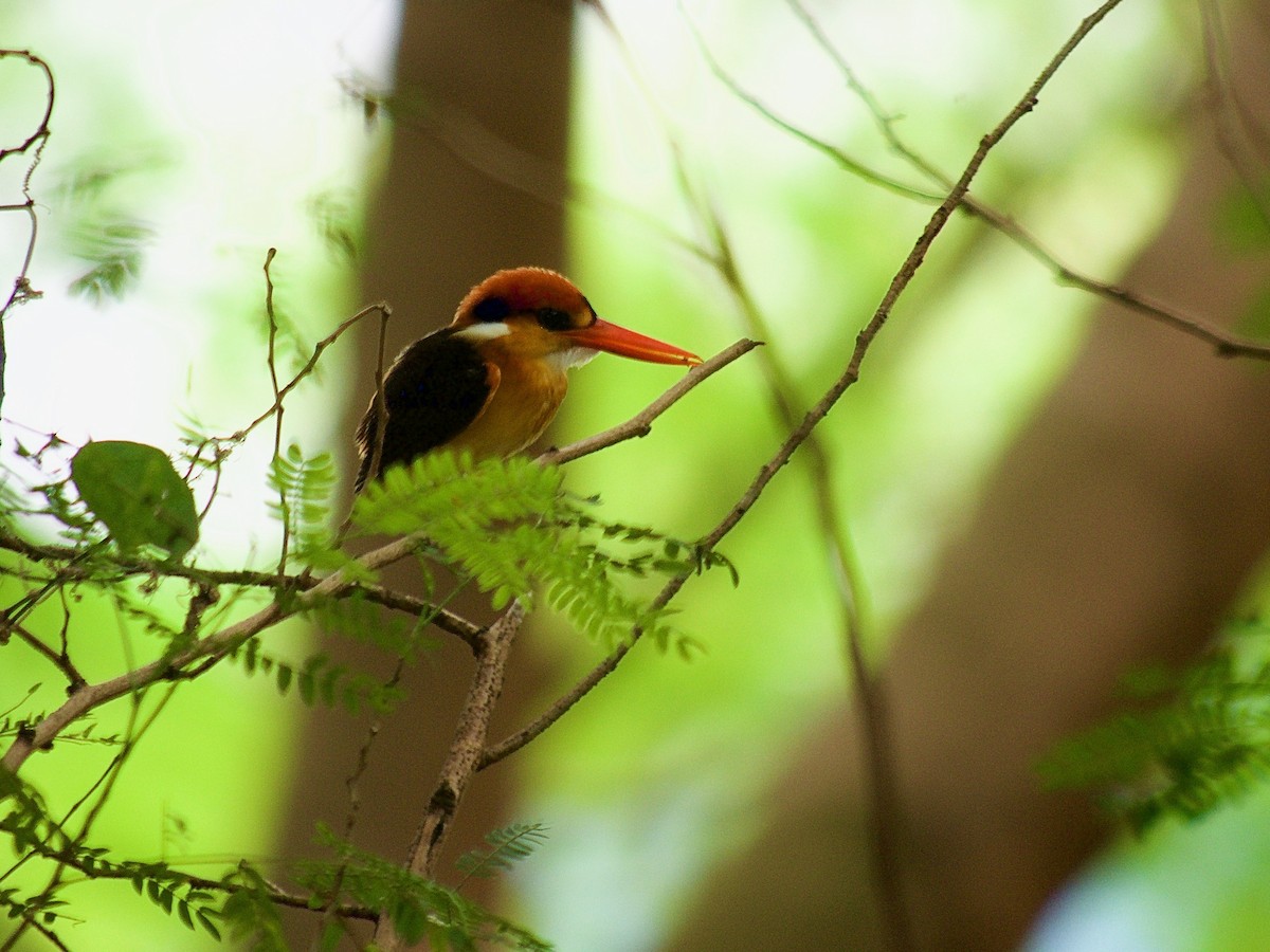 Black-backed Dwarf-Kingfisher - ML619879457