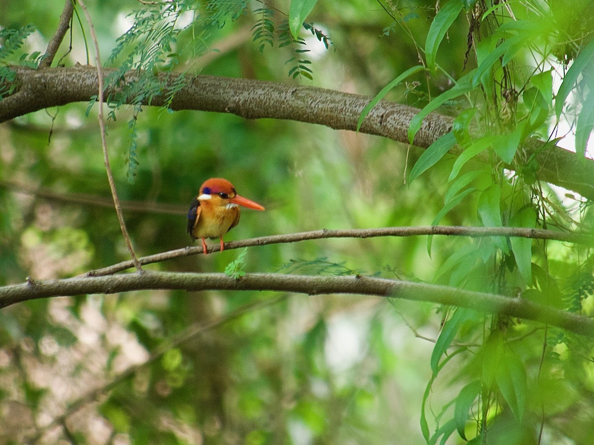 Black-backed Dwarf-Kingfisher - ML619879458