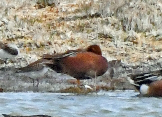 Cinnamon Teal - ML619879460