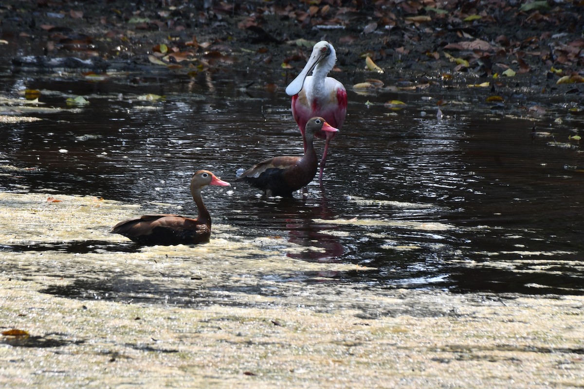 Black-bellied Whistling-Duck - ML619879475