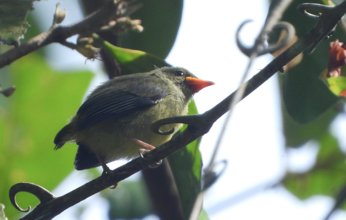 Orange-bellied Flowerpecker - ML619879486