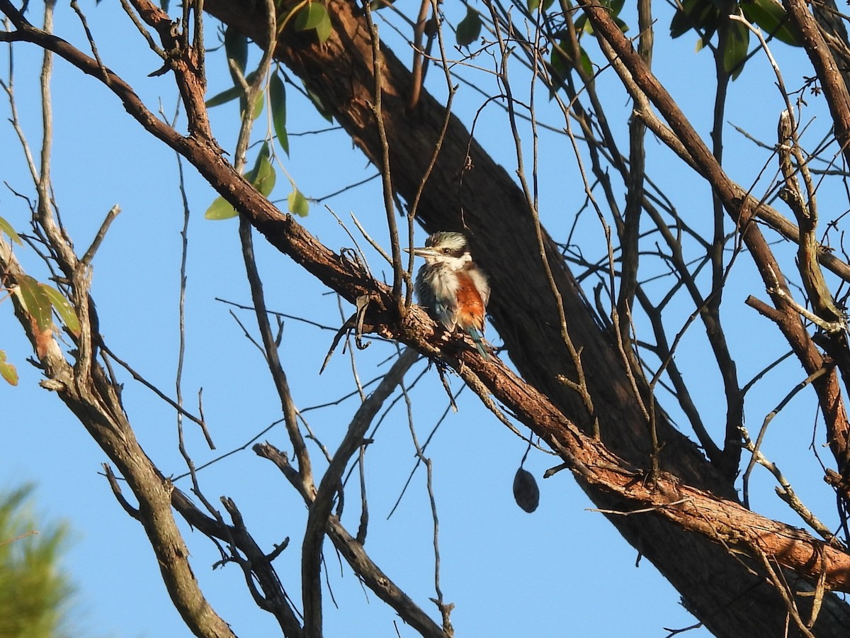 Red-backed Kingfisher - ML619879494