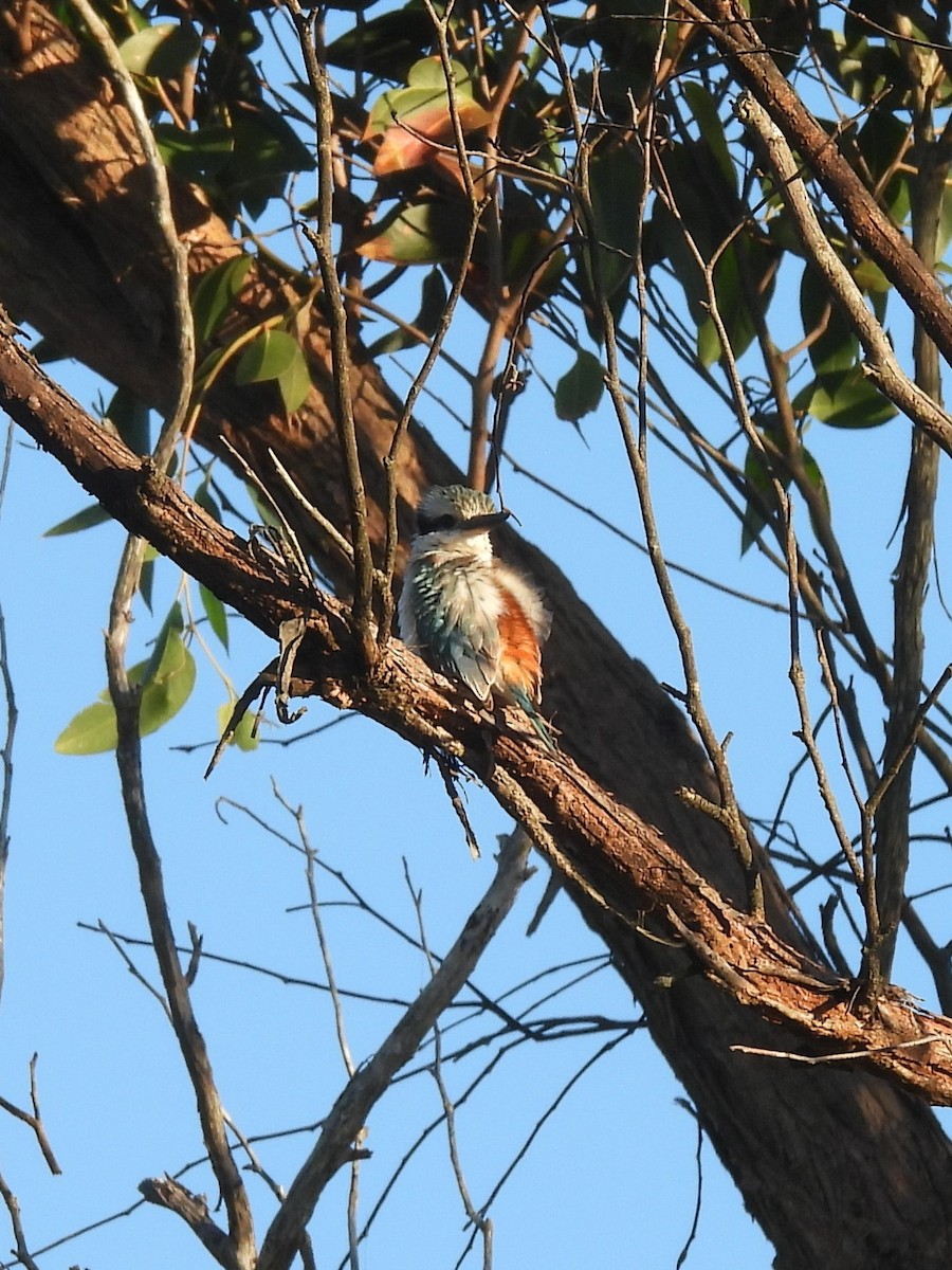 Red-backed Kingfisher - ML619879495